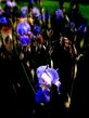 blue_irises.jpg