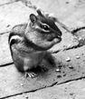 chipmunk~0.jpg