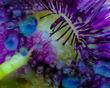 passion_flower.jpg
